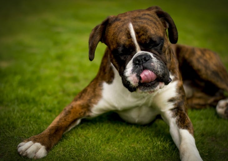 lengua del boxer