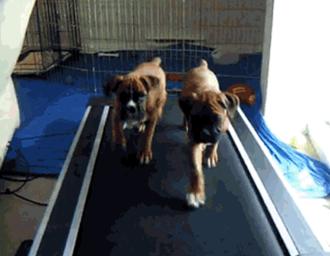 cachorros boxer entrenando