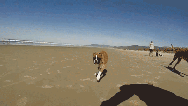 perro boxer de dos patas corriendo por la playa
