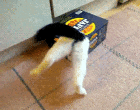 gato atorado en una caja