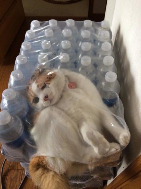 refrescarse para el gato fue dificil