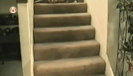 gato falla al bajar las escaleras