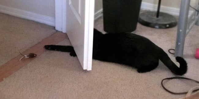 gato queriendo atrapar algo con la puerta abierta