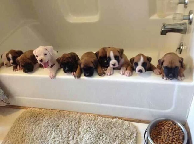 cachorros jugando en la bañera