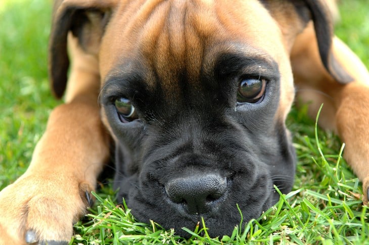 perro boxer con cara bonita