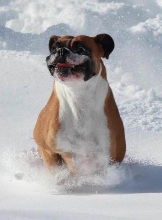 perro boxer jugando en la nieve