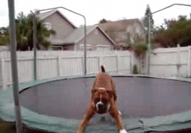 perro jugando en un trampolín
