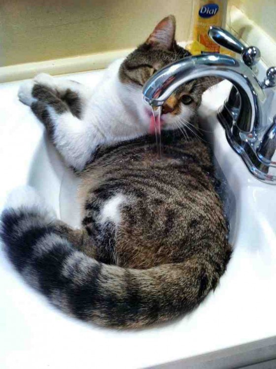 gato refrescandose en la lavabo