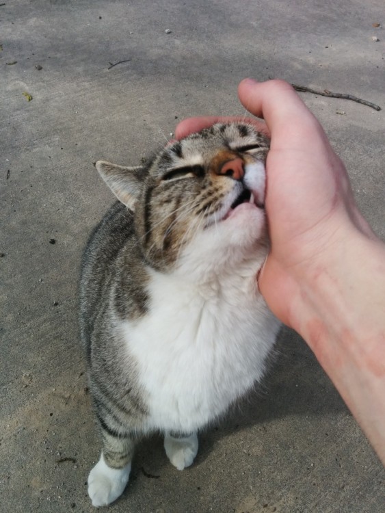 gato siendo acariciado por su dueña