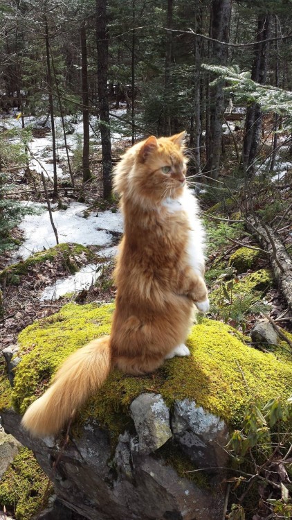 gato parado en dos patas en piedra de un paisaje al parecer en un rio