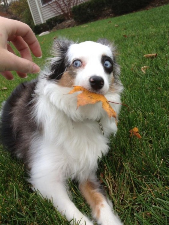 perro se asusta porque le van a quitar la hoja del hocico