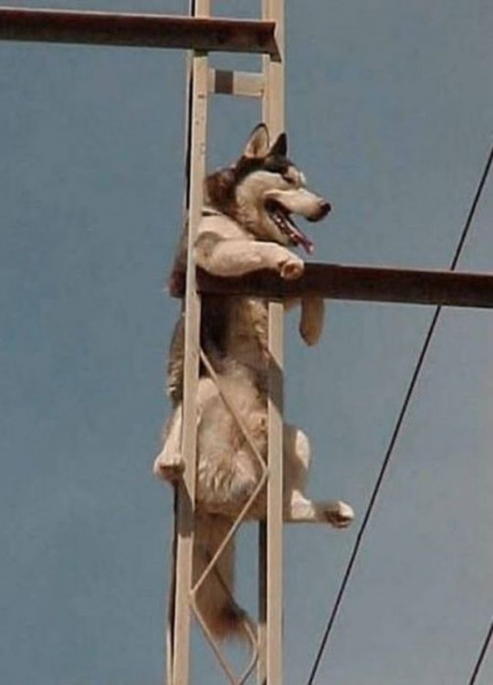 perro atorado en algún lugar de una antena al parecer