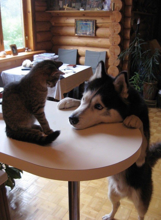 perro queriendo jugar con gatto