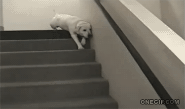 perro baja con flojera las escaleras