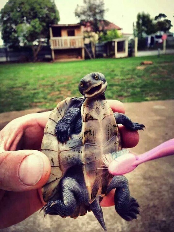 tortuga feliz porque la bañan