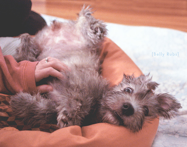 perro lanudo feliz de que lo rasquen