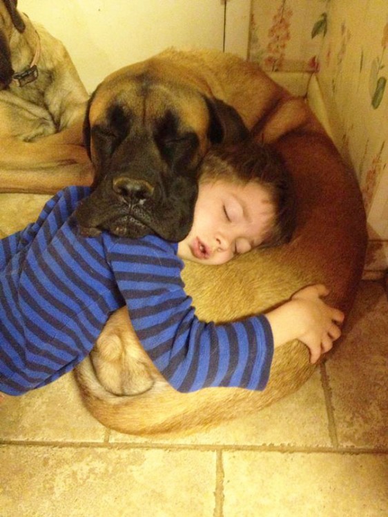 gran danes y pequeño se utilizan de almohada para dormir