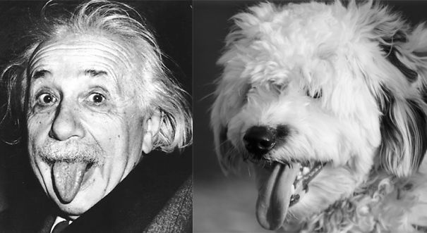 perro que se parece al cientifico Albert Einstein 