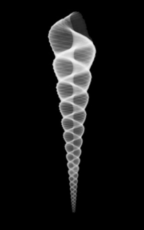 espiral marina concha de mar en rayos x