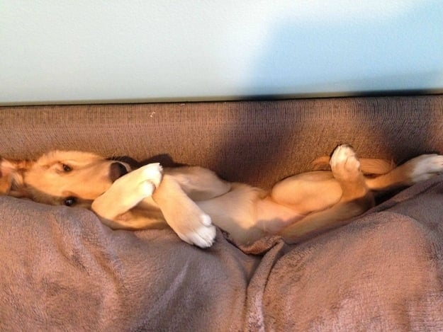 perro escondido en cojin de atras del sofa