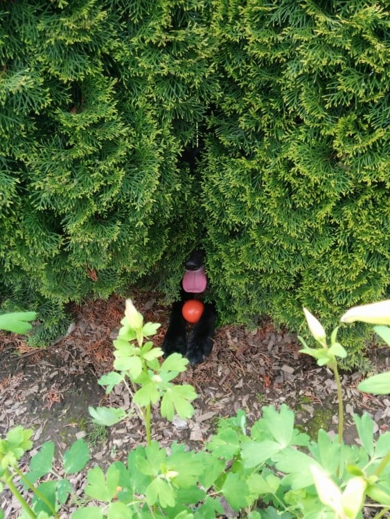 perro escondido entre las ramas de un arbol