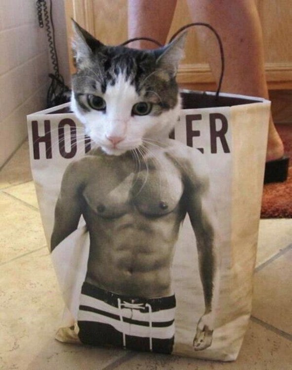 gato dentro de una bolsa de hollister