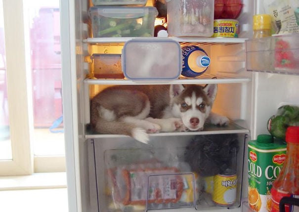 perro escondido en el refrigerador
