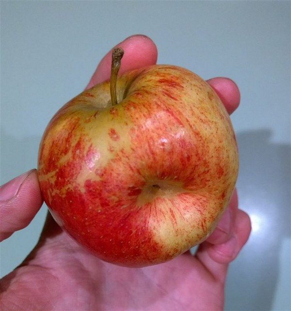 manzana con doble parte
