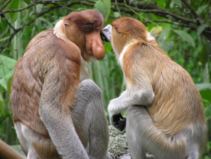 simio babuino con pronunciación nasal aguda