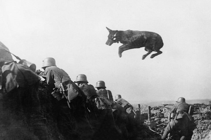 Un perro alemán despacho lleva mensajes a la línea de frente durante una ofensiva alemana en enero de 1918