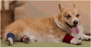 perrito ejercitandose