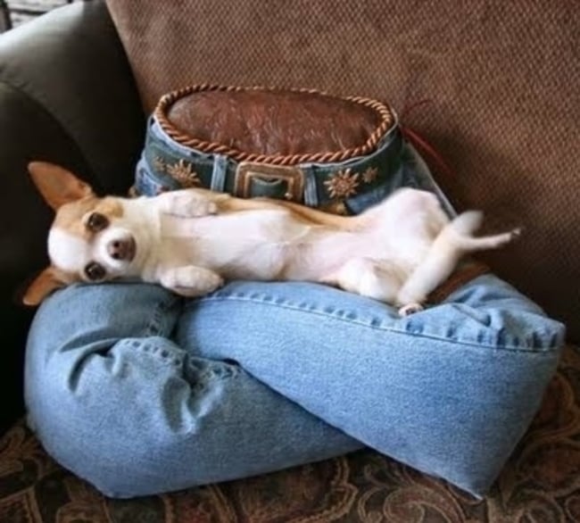 perros sobre cojin de pantalones de mezclilla