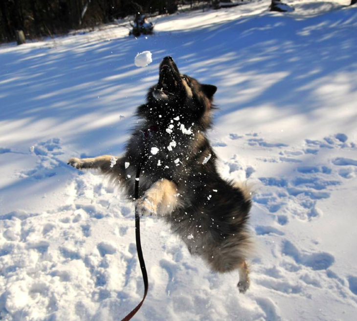 perro jugando en la nieve