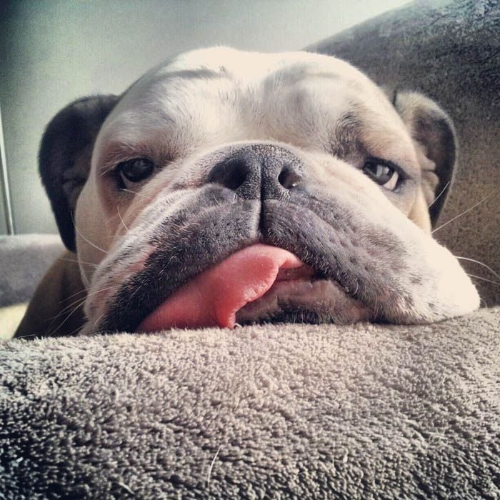 bulldog con lengua de fuera