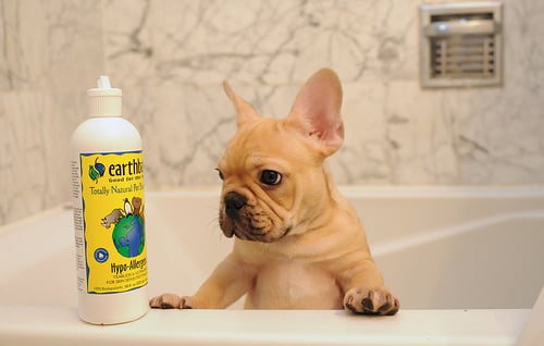 perrito francés en el baño