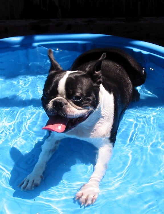 piscina de plastico para perros