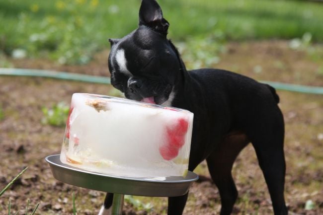 pastel de hielo para perros