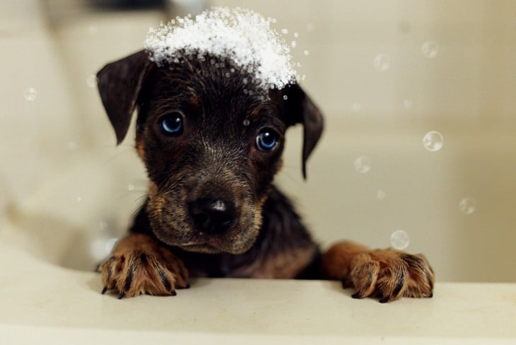 perrito bañandose por sucio