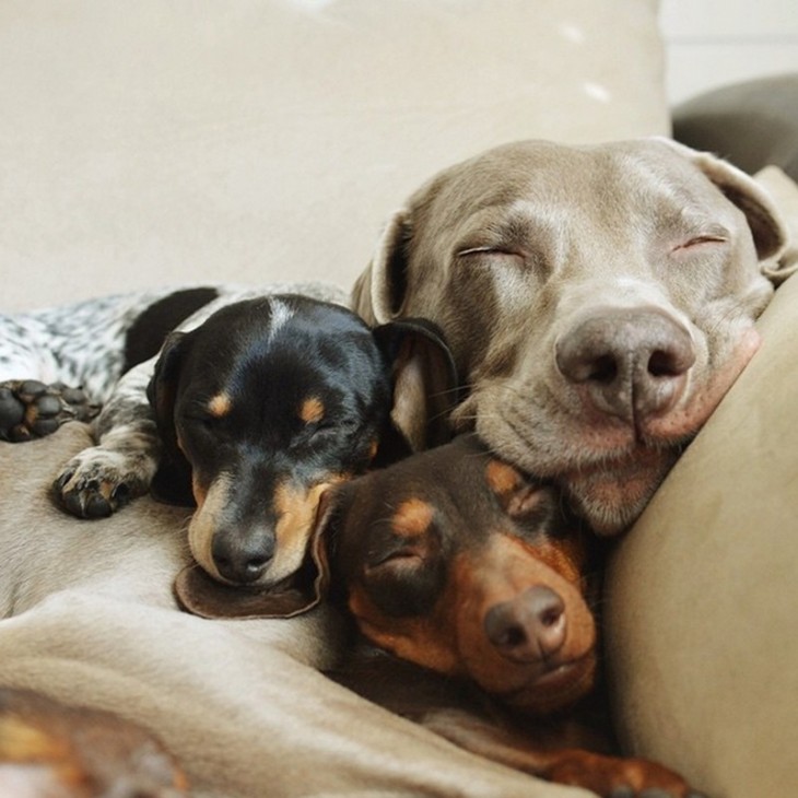 tres perros durmiendo una siesta en un sofa