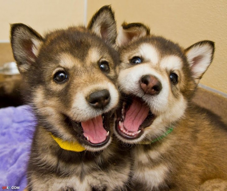 Cachorros posando para la foto