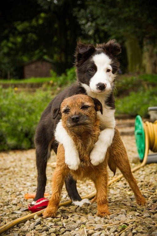 perritos en caballito