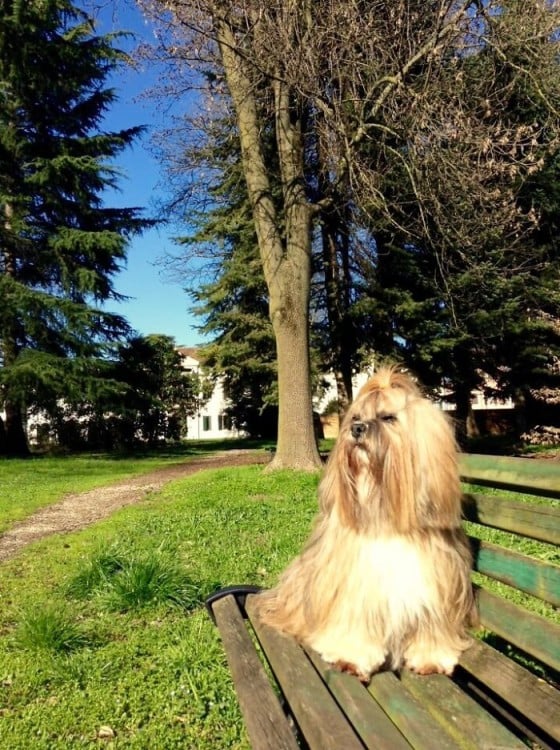 Un perro sobre una banca tomando el sol 