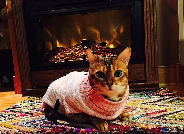 Gato con un suéter frente a una chimenea  