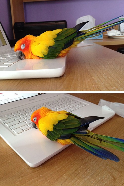 Cotorro acostado en la superficie de una laptop 