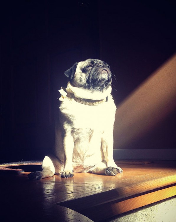 Un perro Pug sentado en el piso recibiendo la luz directa del sol 