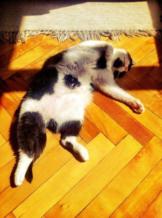 Gato acostado sobre el suelo en la luz del sol 