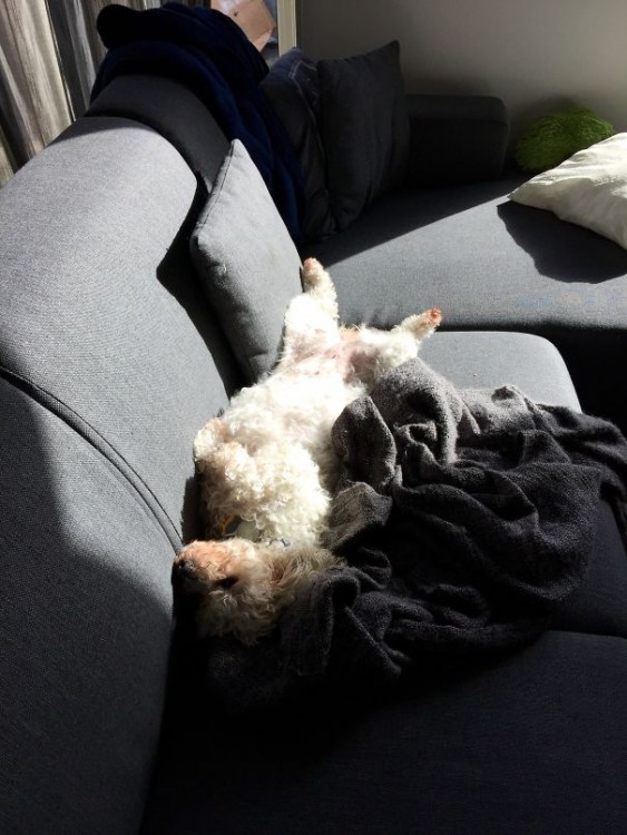 Perro sobre un sillón donde le pega la luz del sol en el cuerpo 