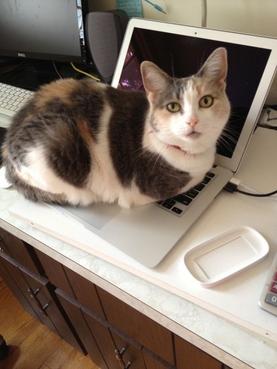 Gato acostado sobre el teclado de una laptop 