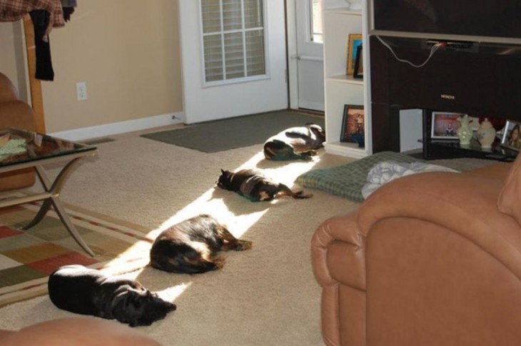 Perros en una fila acostados bajo la luz del sol 