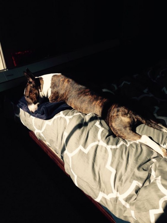 Perro acostado en una cama tomando el sol 